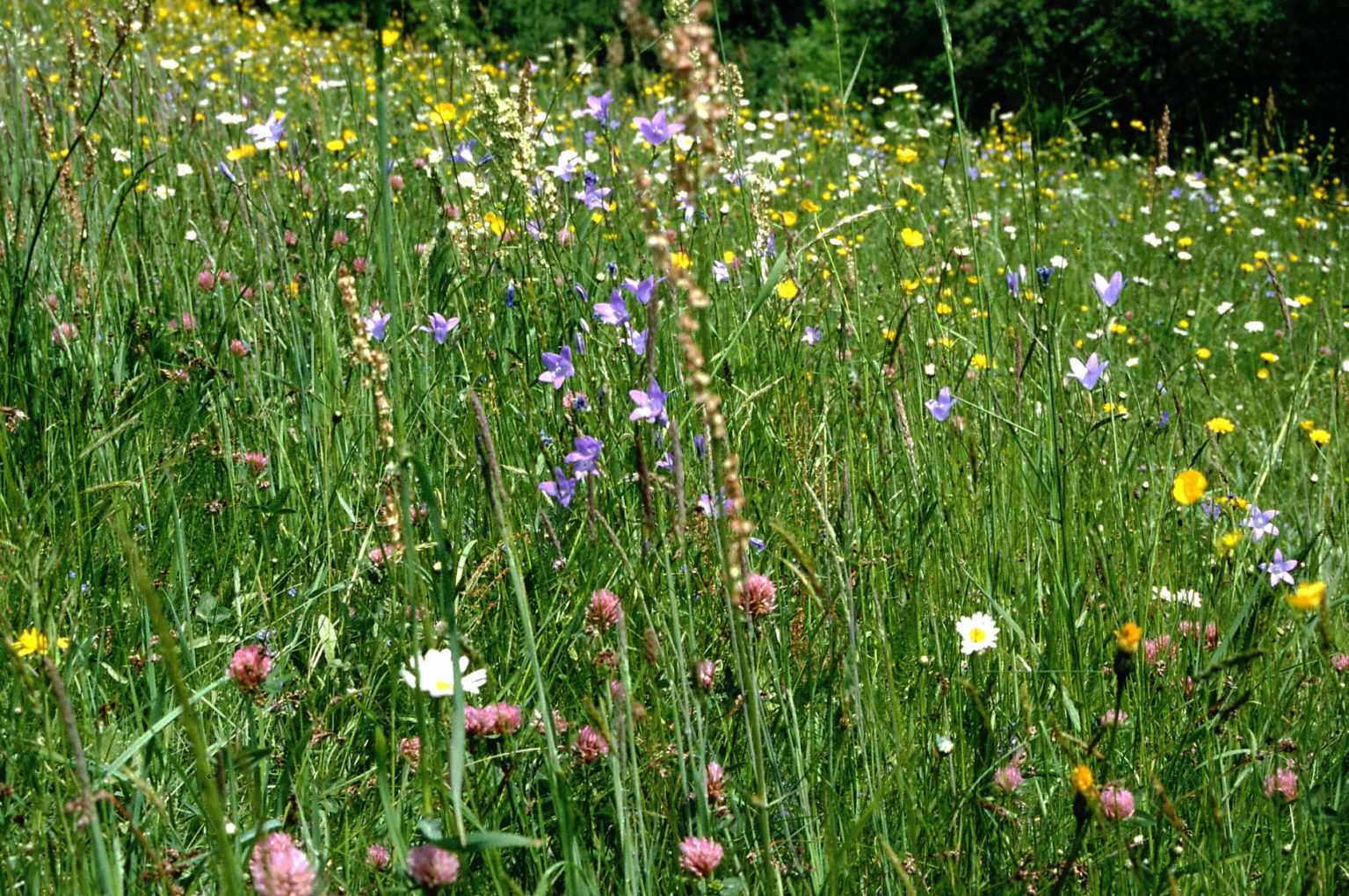 Blumenmischung "Last Minute"