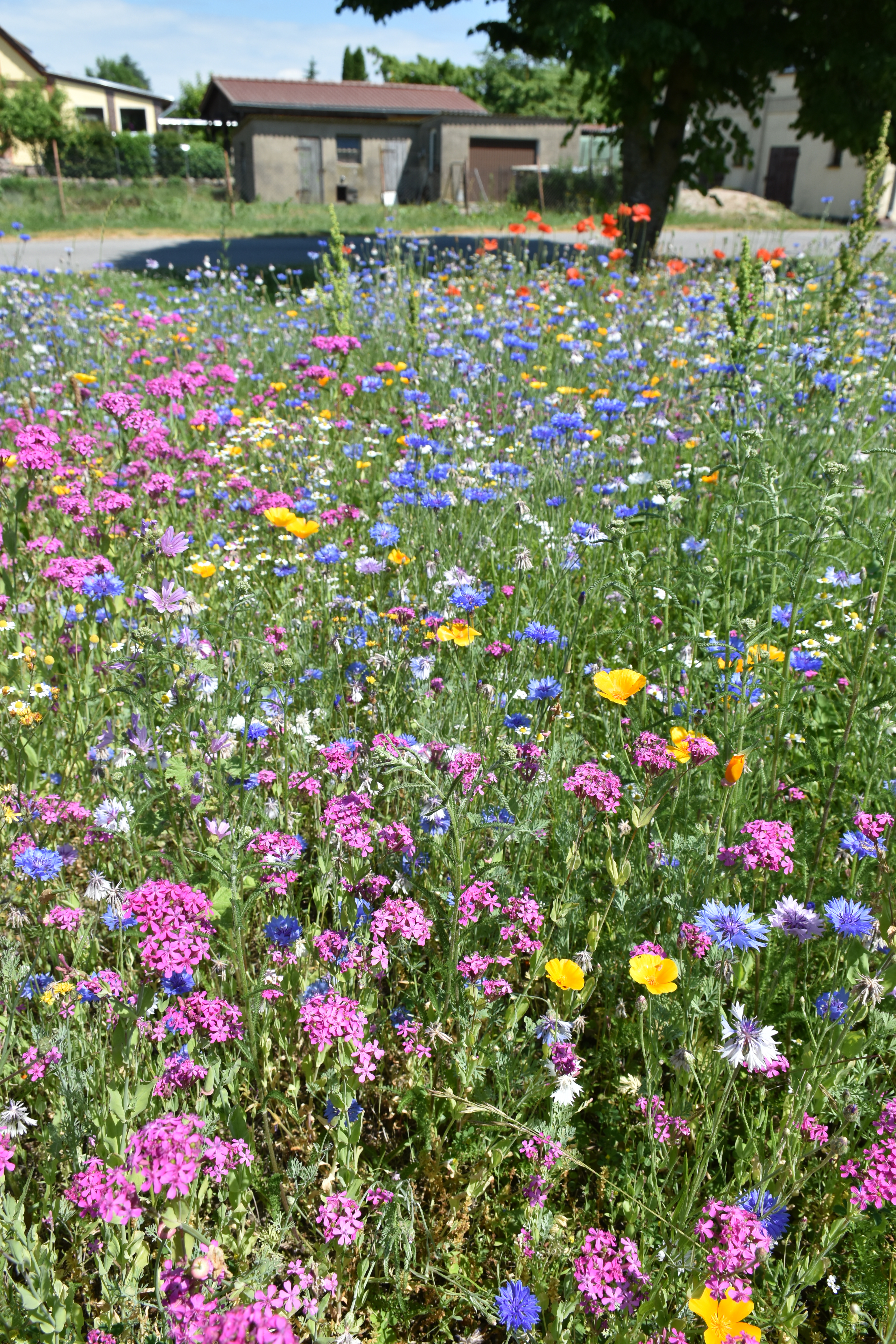Schmetterlings- und Wildbienensaum